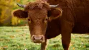 Vosges : un éleveur traîné sur 25 mètres par son taureau