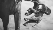 Wildlife Photographer 2026 : une éléphante en deuil récompensée